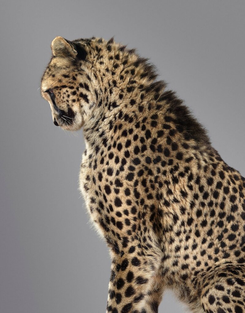 Британский фотограф год снимал портреты больших кошек