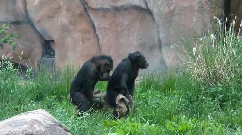 Наблюдения за шимпанзе помогли понять, как люди научились танцевать