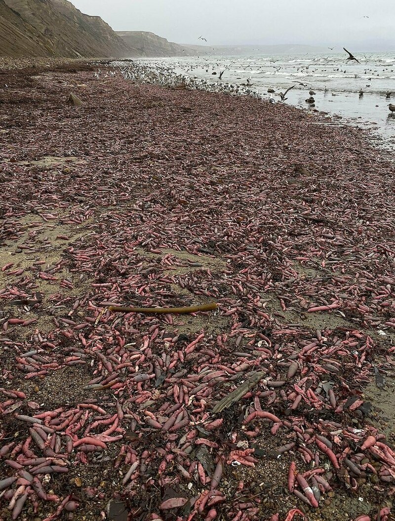Непристойные черви оккупировали калифорнийский пляж