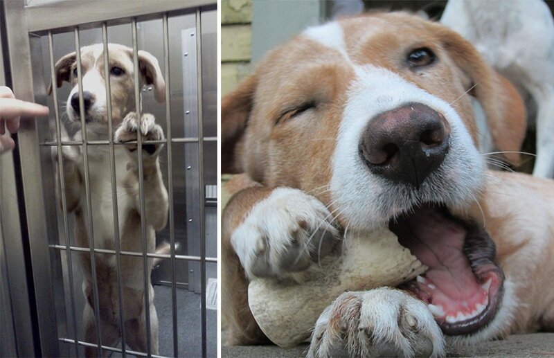 Животные до и после того, как их забрали из приюта