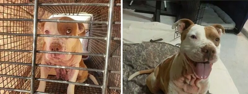 Животные до и после того, как их забрали из приюта