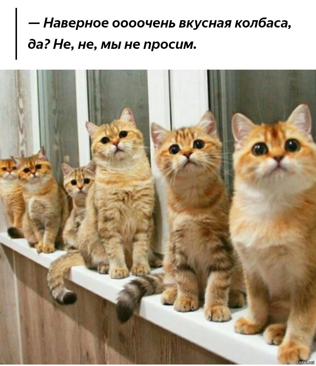 Сколько котиков. Смешные кошки много. Коты которые очень социальные. Смешные фото много котов. Много кошки красивый шинной.