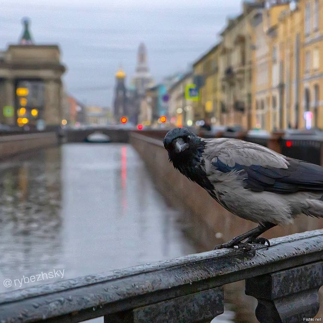 Птицы, Санкт-Петербург, набережная канала Грибоедова