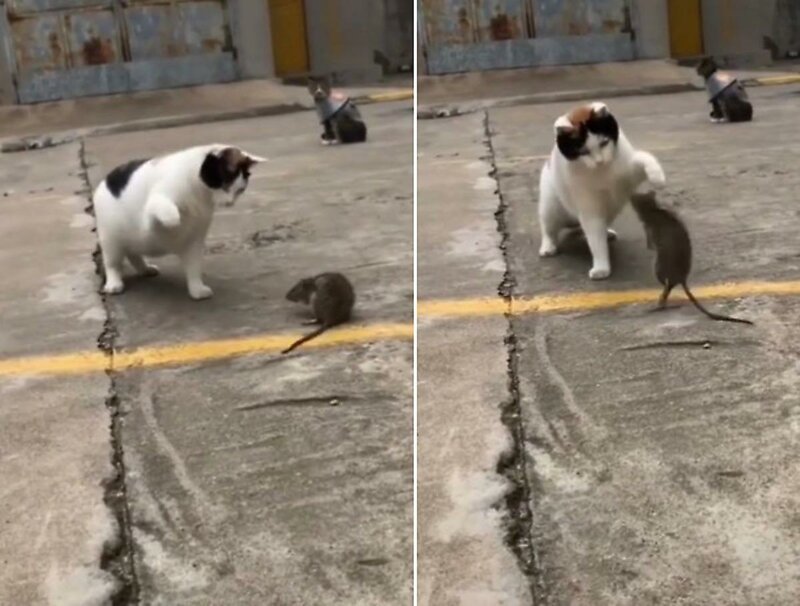 Том и Джерри: битва между котом и смелой мышью