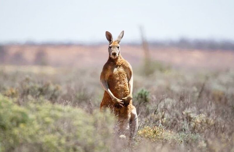 Внимание, розыск!: кенгуру устроил  беспорядки в провинциальном городе