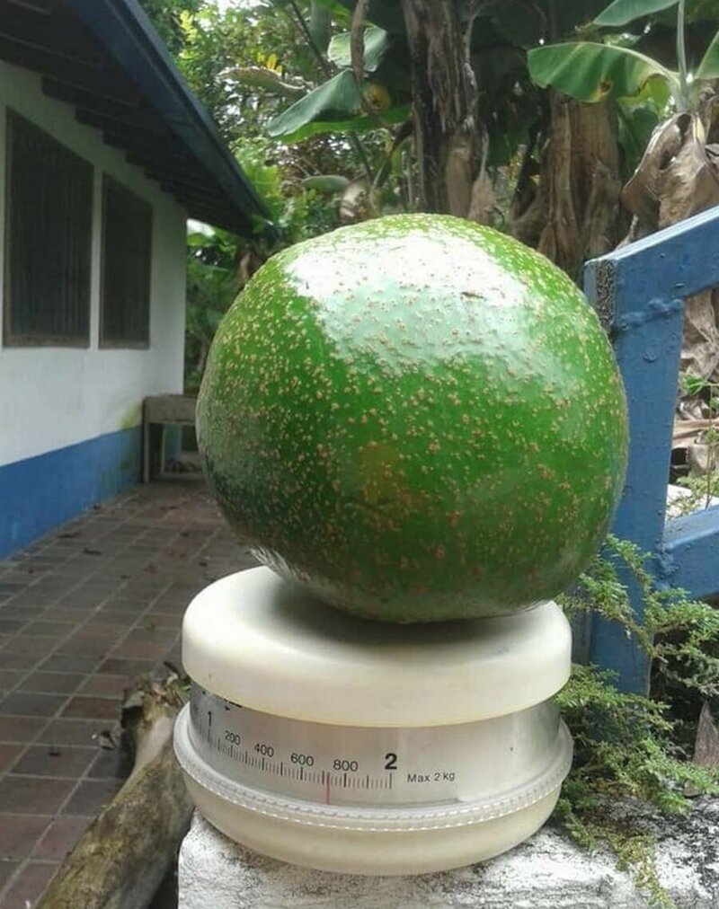 Авокадо весом в 2 кг.