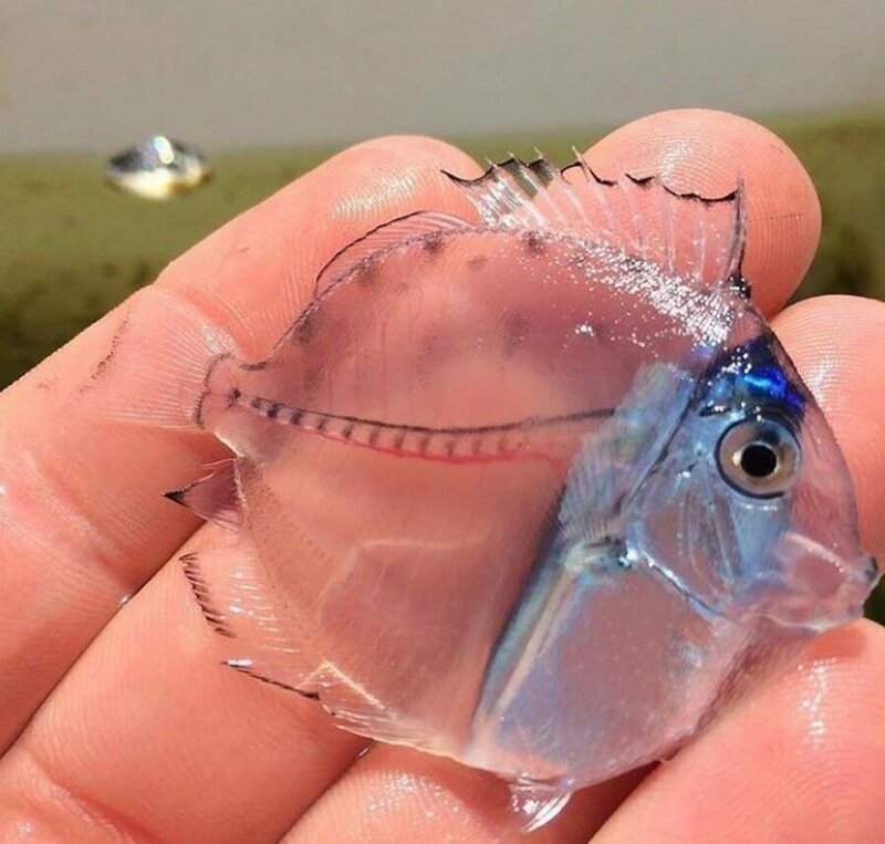 Прозрачная рыбка.