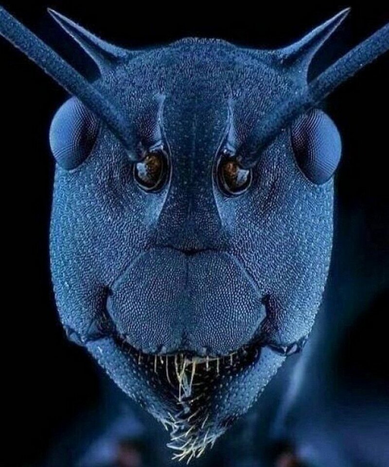 Портрет муравья под электронным микроскопом.