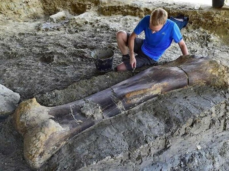 Во Франции нашли бедренную кость динозавра весом в пол тонны и возрастом 140 млн лет.