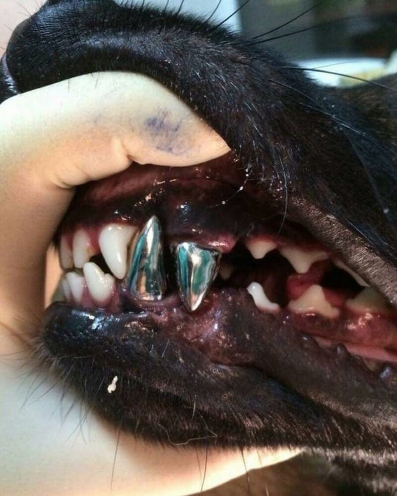 И собакам ставят зубные протезы.