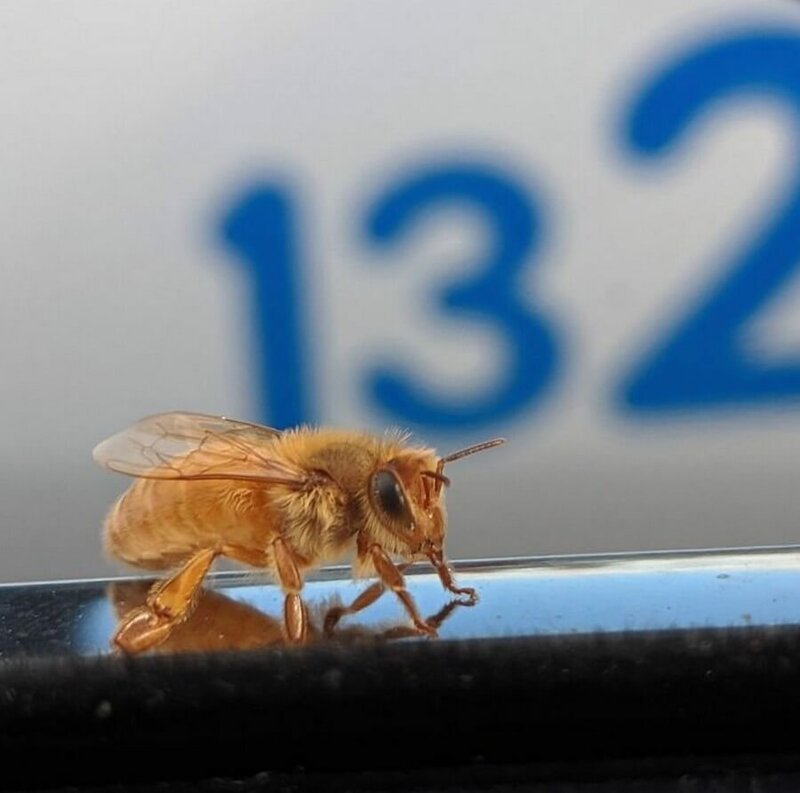 Золотистая пчела села на автомобиль.