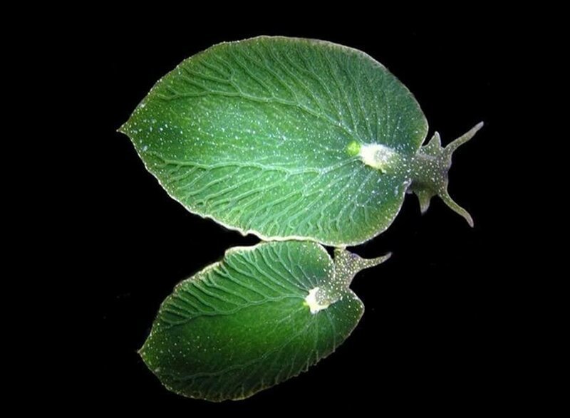 Морские слизни выглядят как листья и могут, как и растения, фотосентизировать на солнце. Но если придется, они спокойно продержатся 9 месяцев без еды.