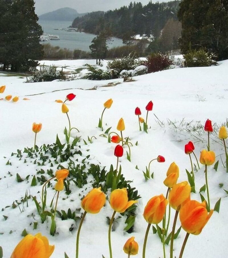 Цветущие тюльпаны укрыло снегом.