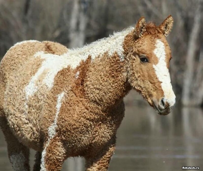 Керли или североамериканские кудрявые лошади. Есть и другие породы лошадей с удивительной кудрявой шерстью
