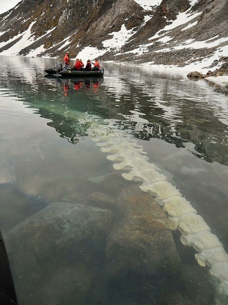На Шпицбергене, Норвегия, под водой озера можно рассмотреть позвонки кита.