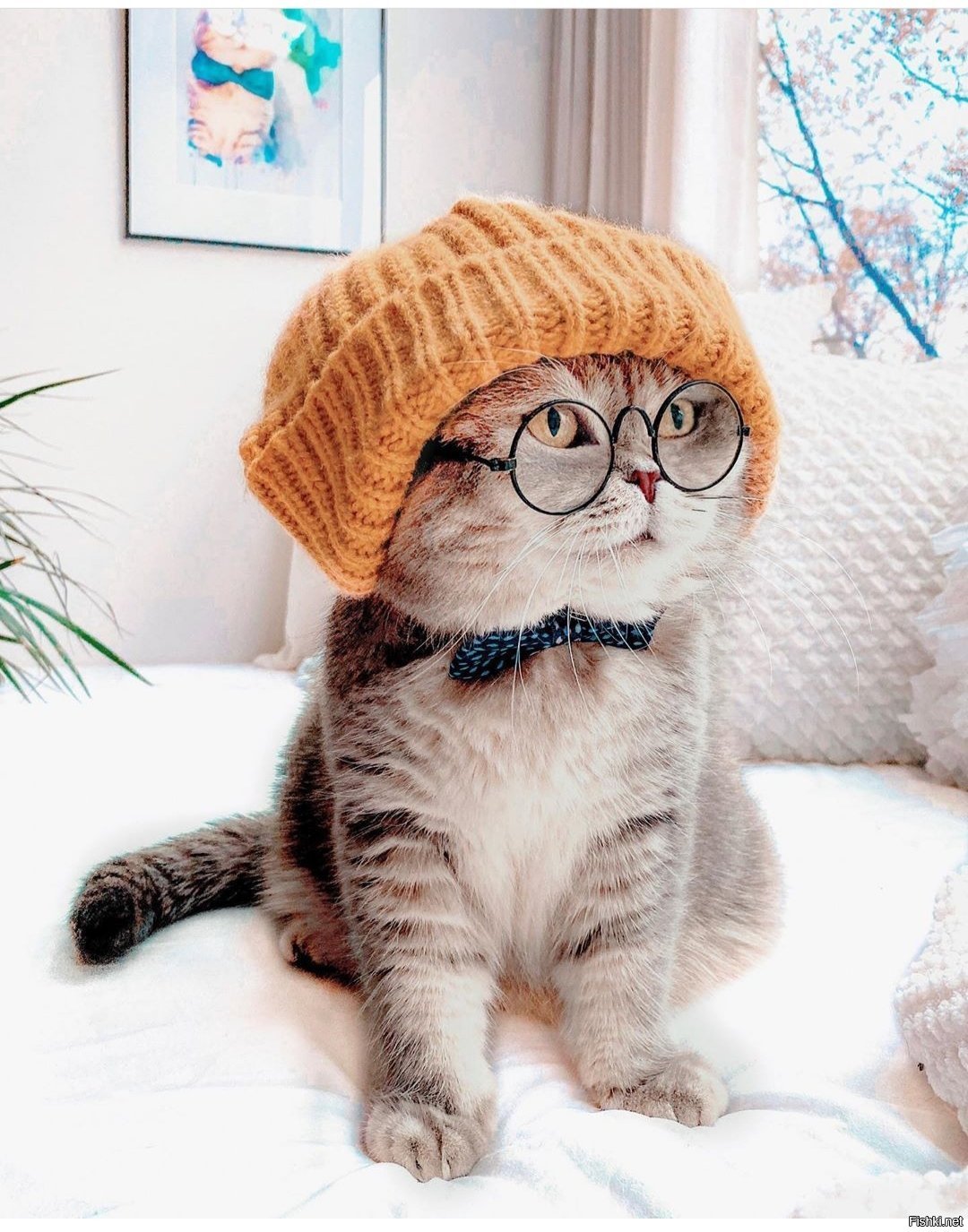 Котик в очках и в шапке