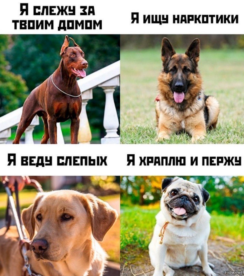 Придумай 2 аргумента почему кот лучше собаки. Мемы с собаками. Собака Мем. Смешные мемы. Прикольные мемы с собаками.