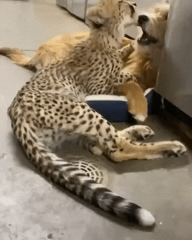 Два дружочка