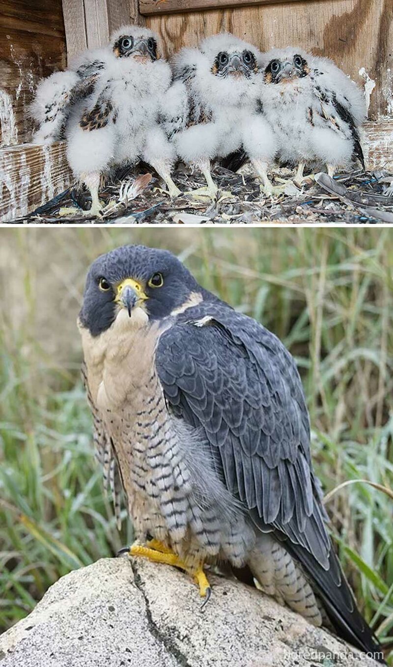 Гадкий утенок: как выглядят детеныши разных птиц 