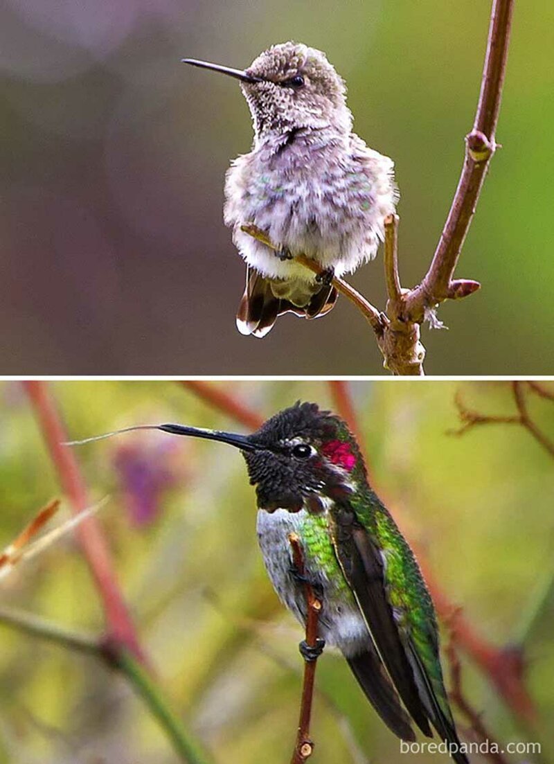 Гадкий утенок: как выглядят детеныши разных птиц 