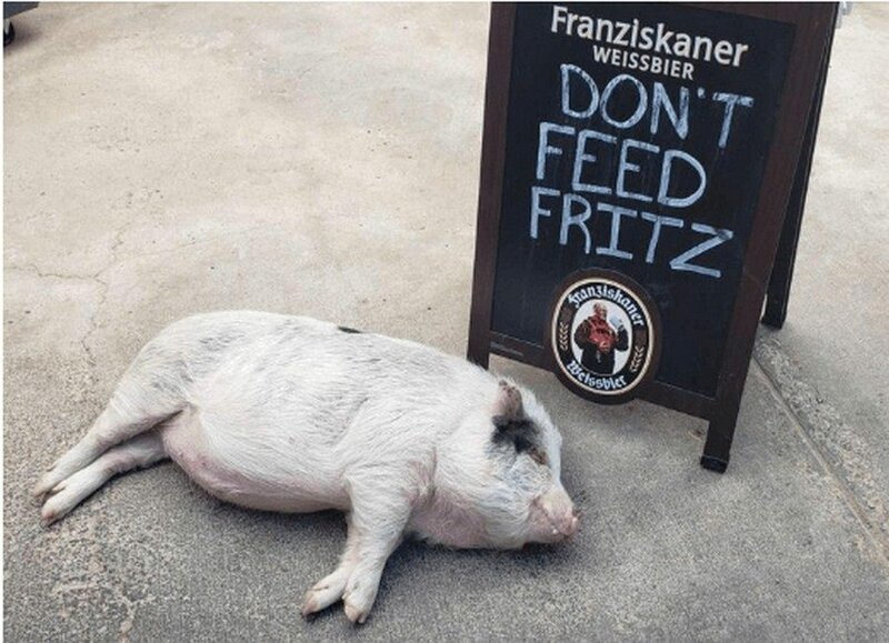 В немецком ресторанчике по патио гуляет толстый свин, а надпись просит не кормить Фрица