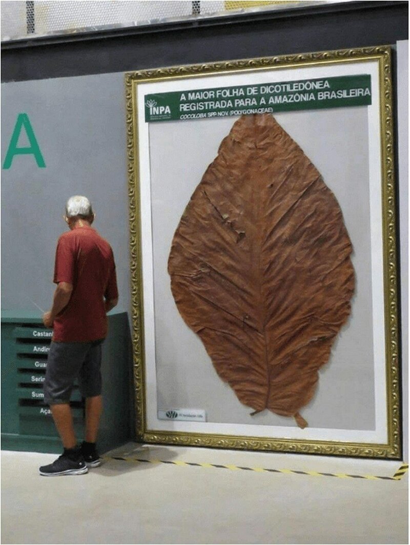Крупнейший лист двудольного растения,найденный на Амазонке