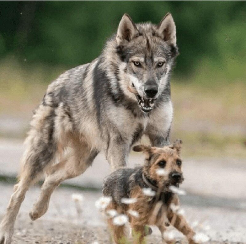 Это собака породы тамаскан, которая внешне очень напоминает волка, но ничего общего с ним не имеет