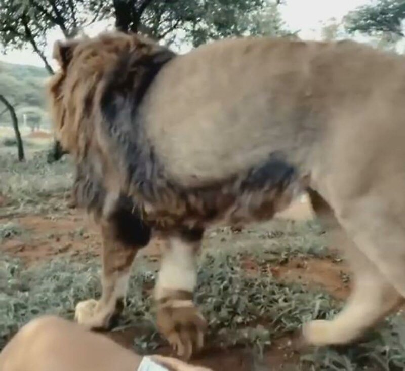 Лев подкрался к своему другу и попытался застать его врасплох