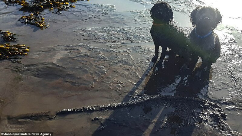 Во время прогулки собаки нашли скелет ихтиозавра