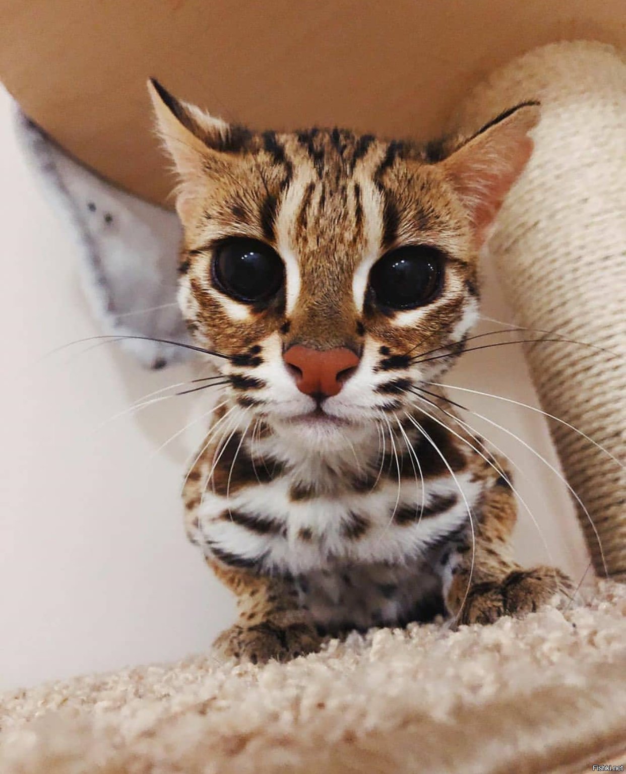 Алк леопардовая кошка