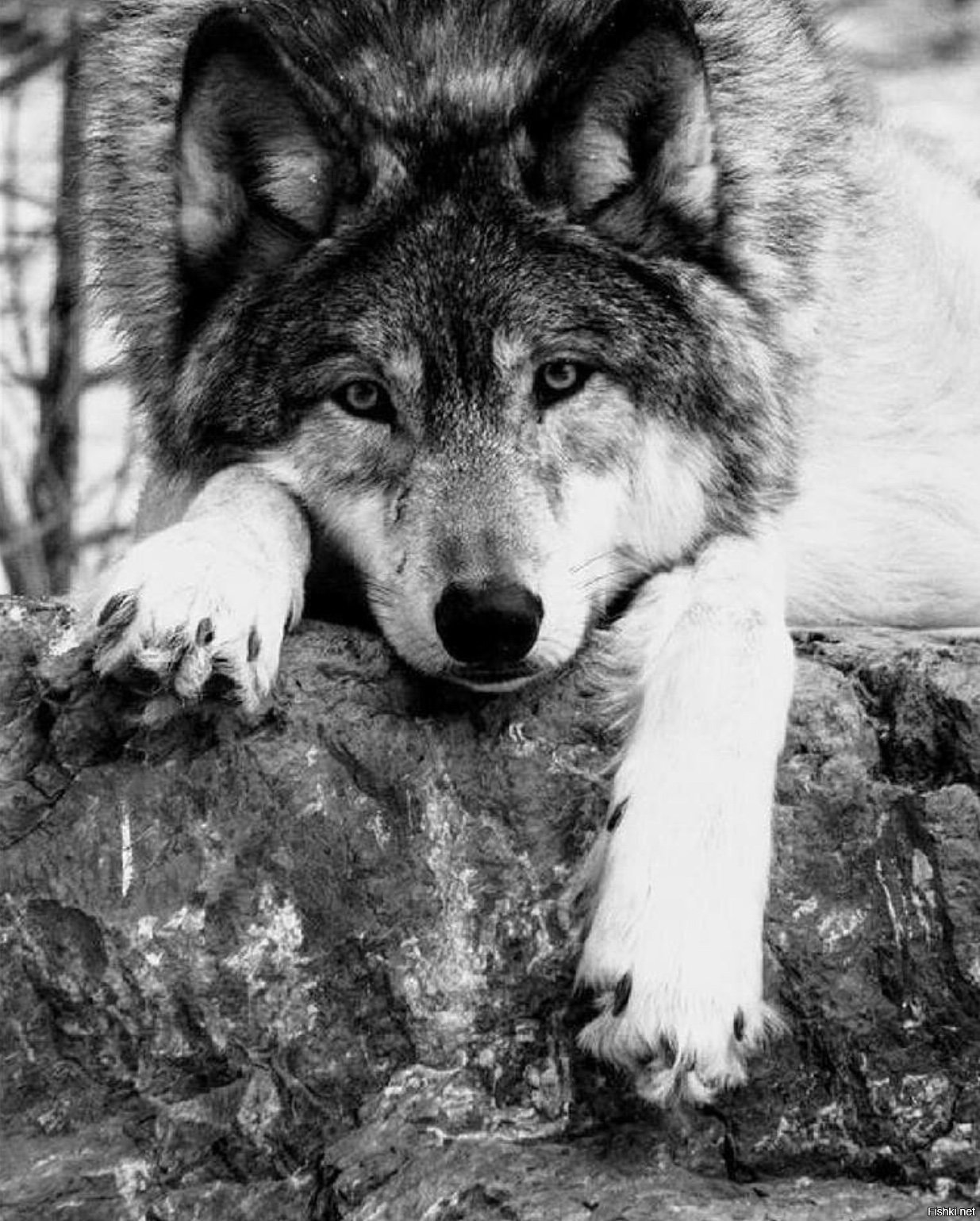 красивые фото волка в хорошем качестве
