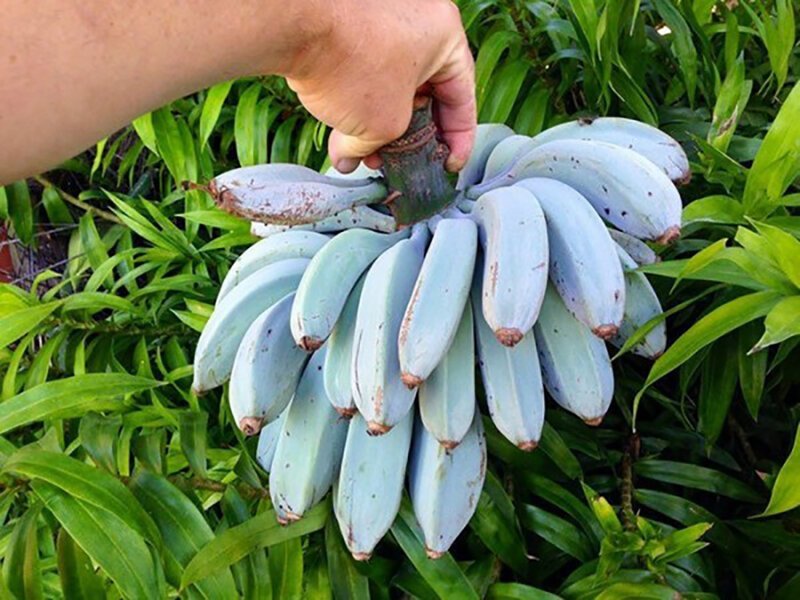 Холодостойкий сорт бананов Голубая Ява. На вкус как ванильное мороженое