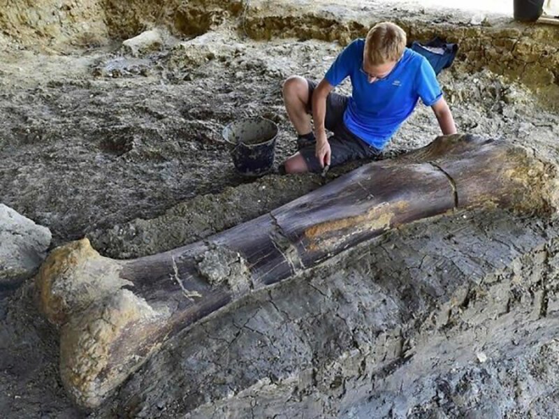 500-килограммовая бедренная кость динозавра возрастом 140 млн лет. Обнаружена во Франции 