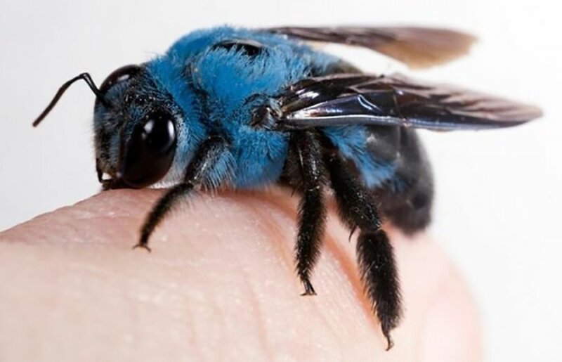 Голубая пчела-плотник (Xylocopa caerulea) 