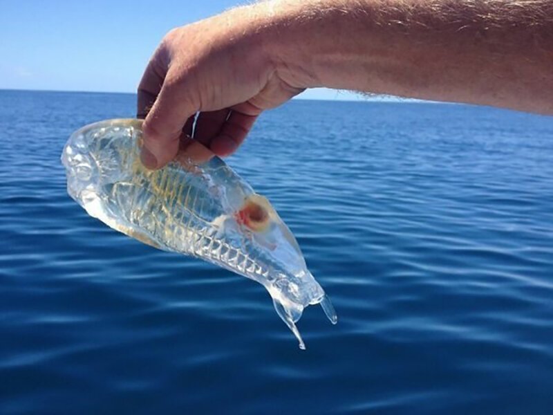 Прозрачная рыба 