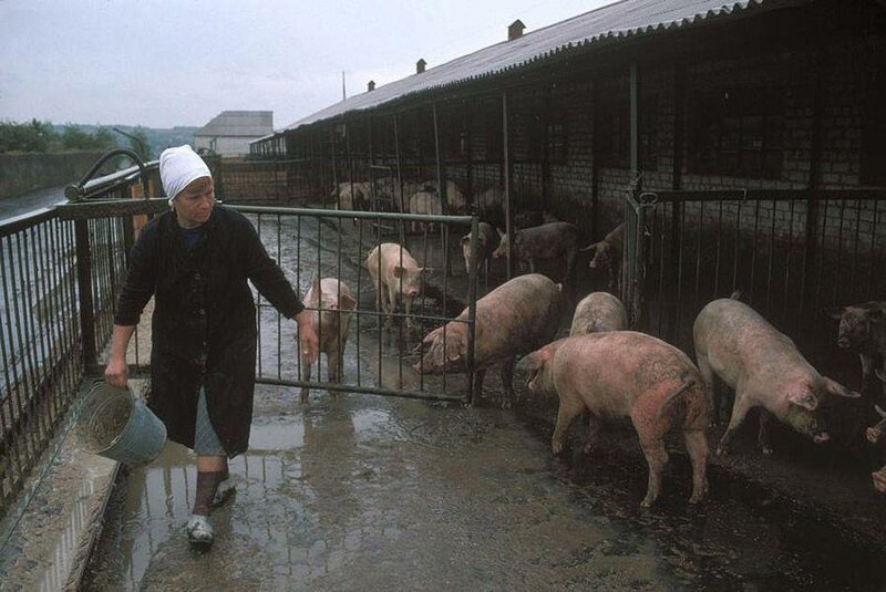Донецк. Колхозная ферма шахтеров, которая обеспечивает их мясом. 1988 год.