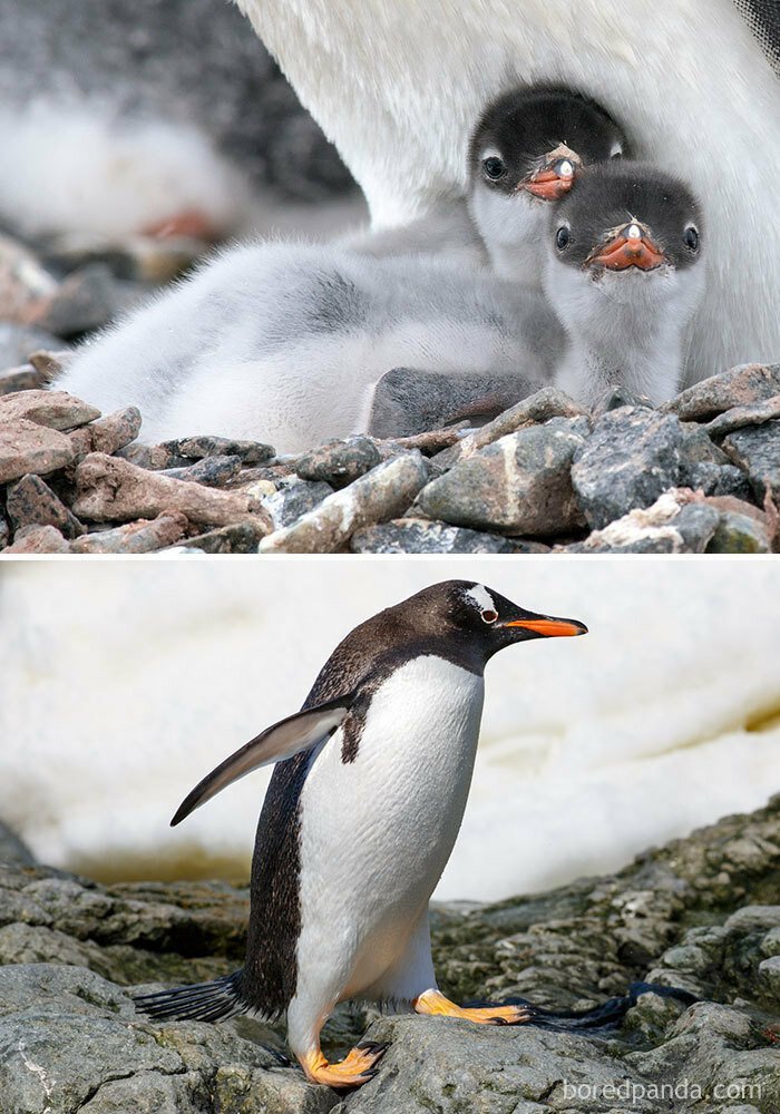 Субантарктический пингвин