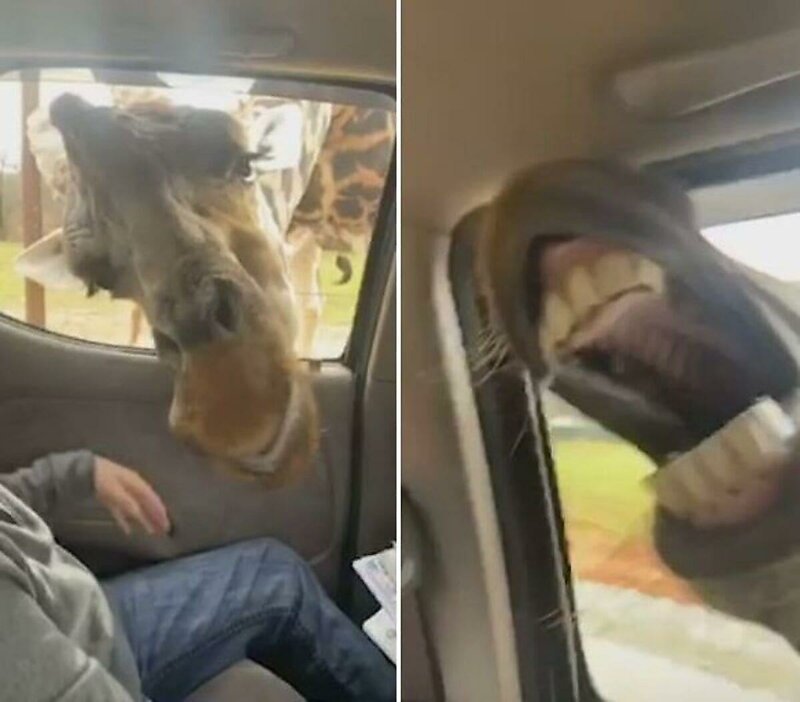 Проголодавшиеся жираф и зебра проникли в салон автомобиля туристов
