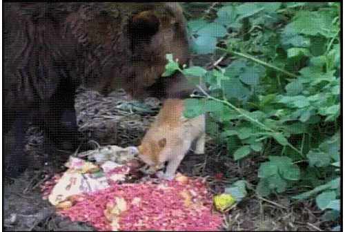 Гифки Гифки