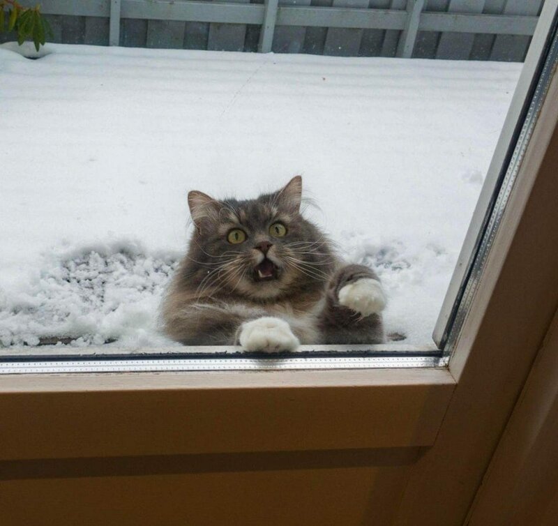 Кот в окне стал героем битвы фотошоперов