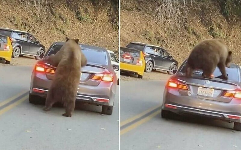 Любопытный медведь забрался на автомобиль