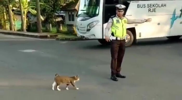 Полицейский остановил движение, чтобы пропустить кота