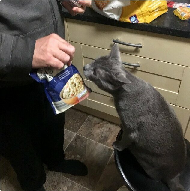 1. "Мой отец, который больше всех не хотел кота, показывает Лукасу все продукты из пакета. Потому что кот "должен знать", что он купил"