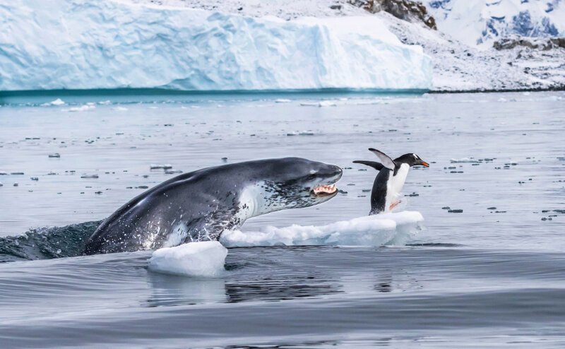 Бегство пингвина от морского леопарда. (Фото Eduardo Del Álamo):