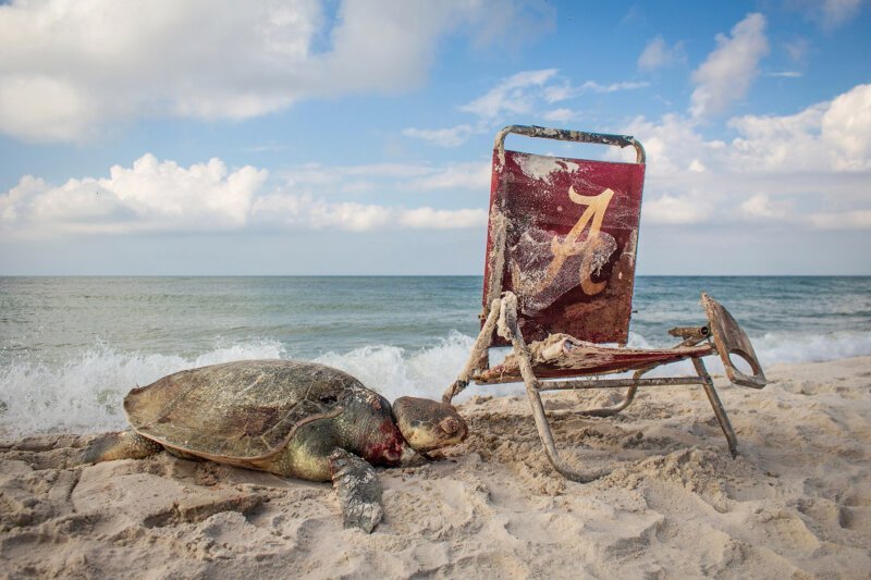Черепаха, запутавшаяся в веревке от старого шезлонга на пляже в Алабаме. За последние 50 лет человеческая деятельность значительно сократила число морских черепах. (Фото Credit: Matthew Ware):
