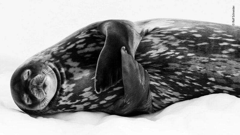 Умиротворенный тюлень. (Фото Ralf Schneider):