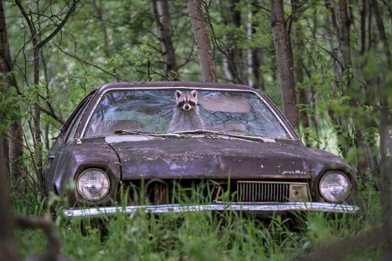 Игривый енот высовывает мордочку из заброшенного Ford Pinto 1970-х годов. (Фото Credit: Jason Bantle):