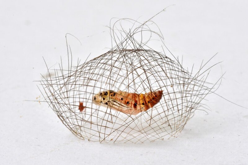 Куколка — стадия развития насекомых с полным превращением, скоро она станет мотыльком. (Фото Minghui Yuan):