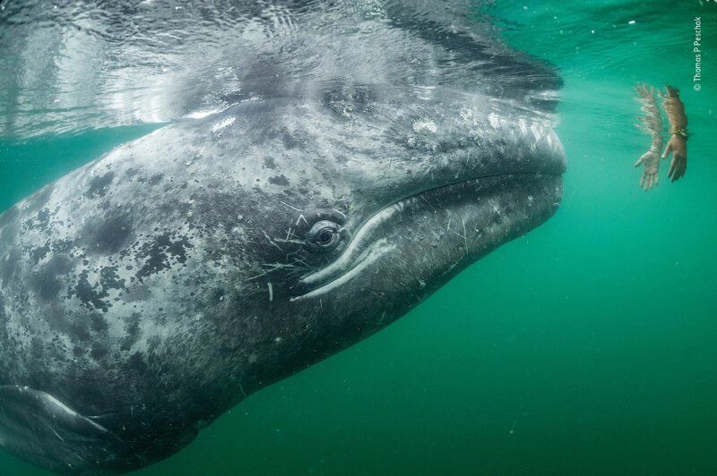 Любопытный серый кит и человек. (Фото Thomas P. Peschak):