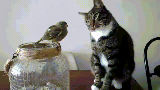 Гифки всякие